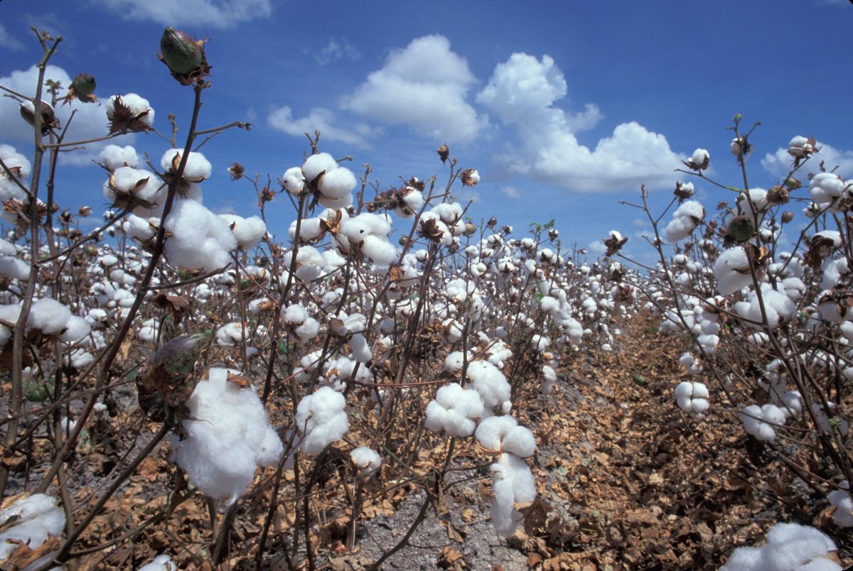 the best percale sheets - an image of cotton plants in a field