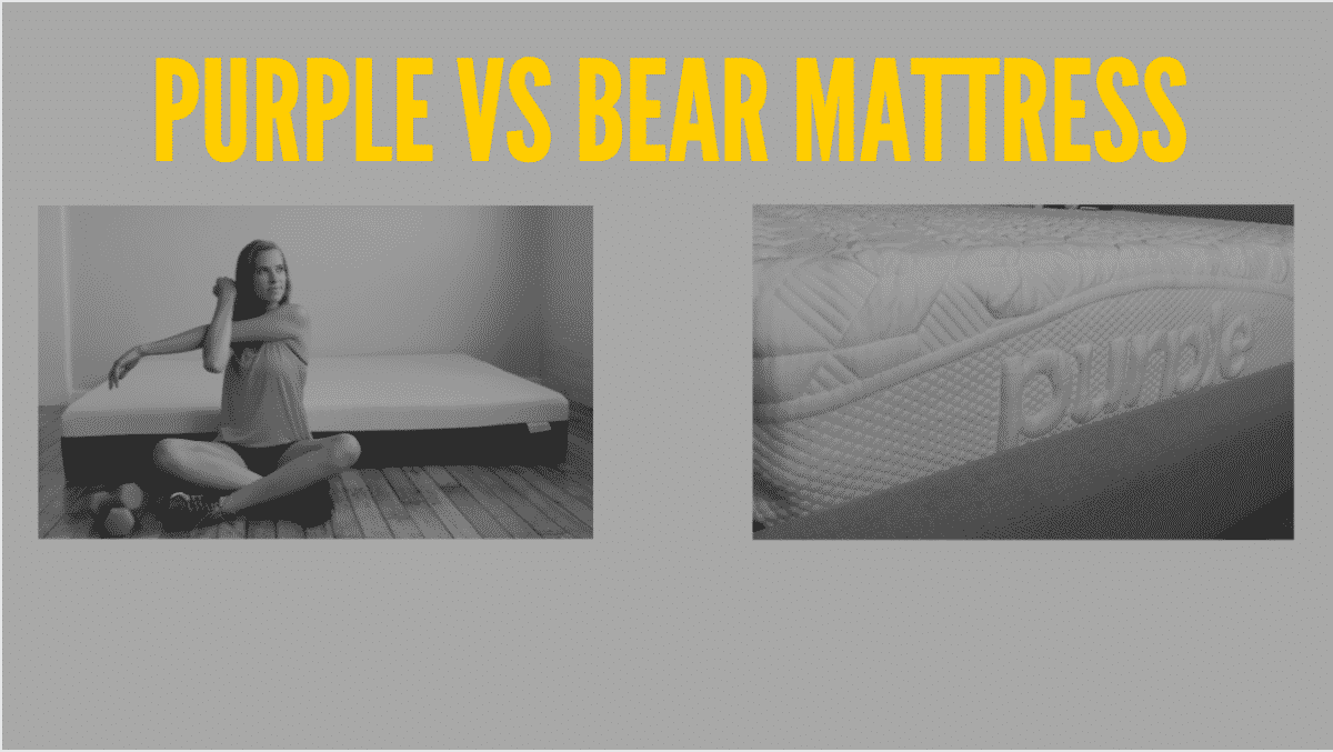 purple mattress v bear