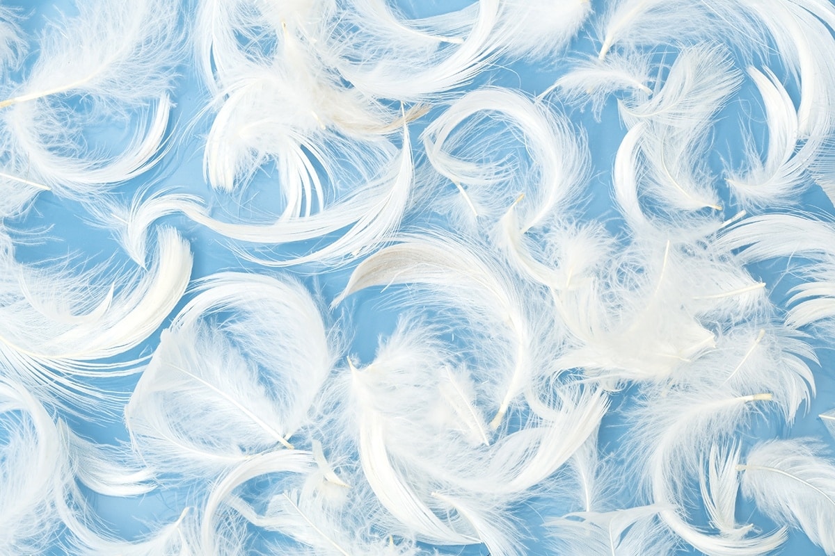 Feather pillows on a blue background