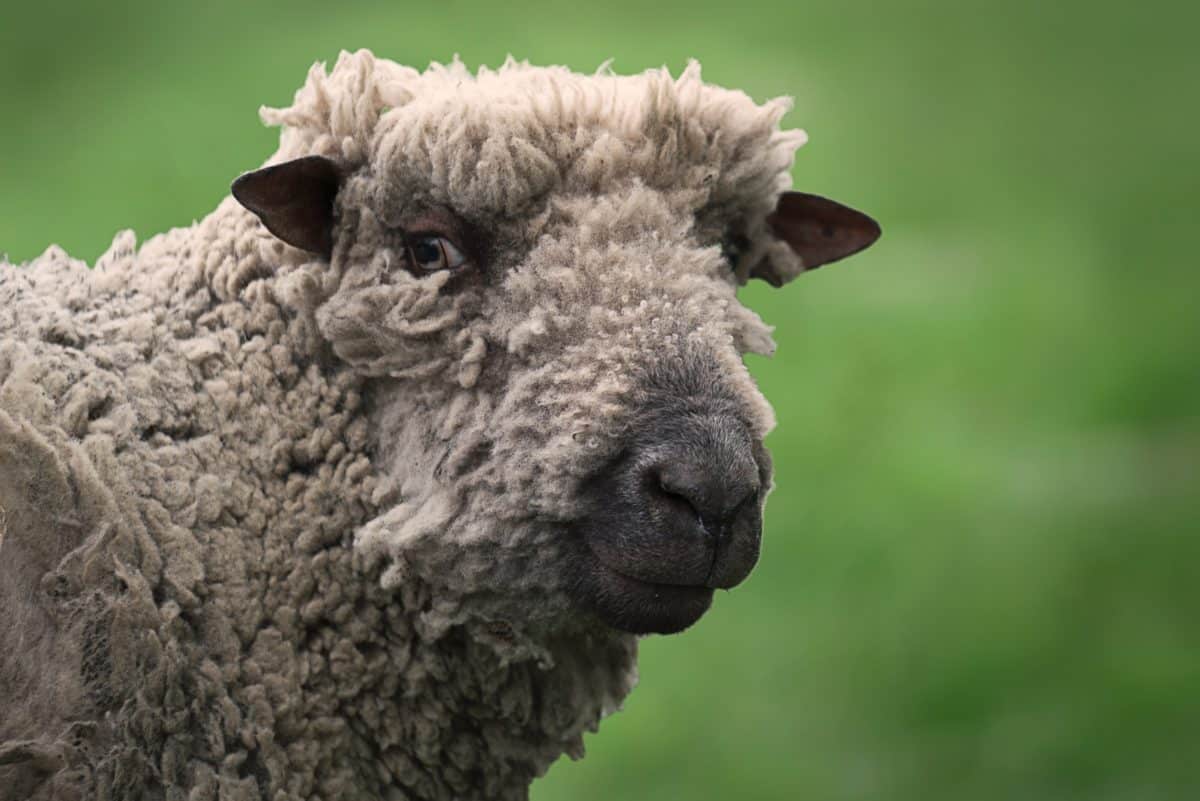 wool pillows sheep