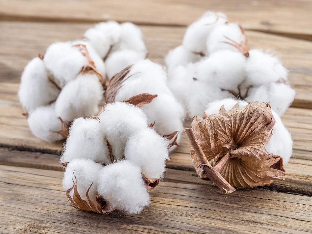 The Best Egyptian Cotton Sheets: An image of seven cotton bolls on a table.