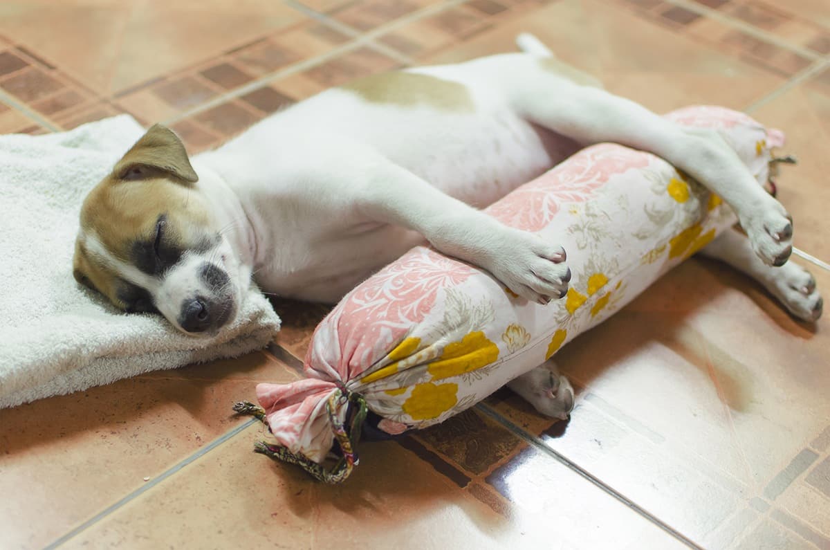 A puppy sleeps with a pillow on the floor