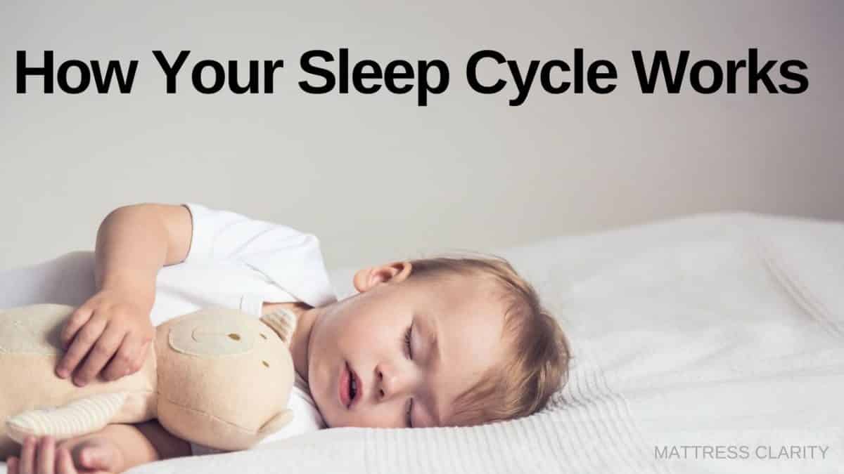 How Your Sleep Cycle Works Mattress Clarity