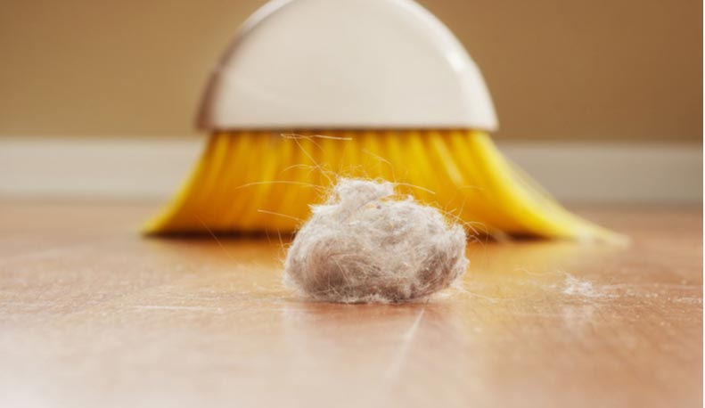 All About Dust Allergies