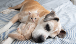 sharing bed with pets