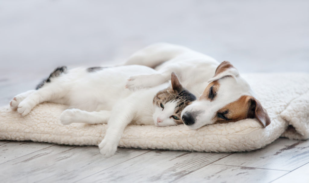 dog and cat sharing bed