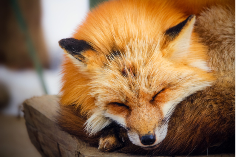 How Do Different Animals Sleep? (2023) - Mattress Clarity How Do Different Animals Sleep? (2023) - Mattress Clarity