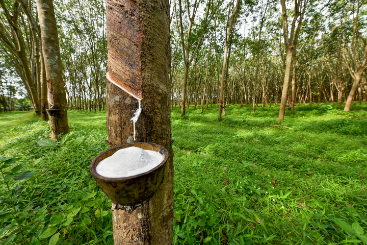best latex pillows 2020 rubber tree latex production best latex pillows 2020 rubber tree latex production