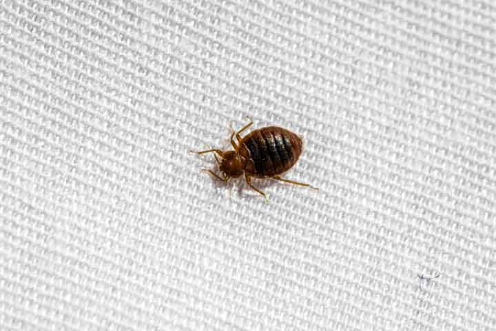 A bed bug on fabric