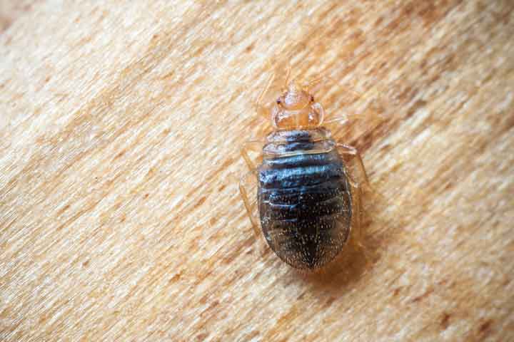Bed Bug on Wood - How to Identify Early Signs of Bed Bugs