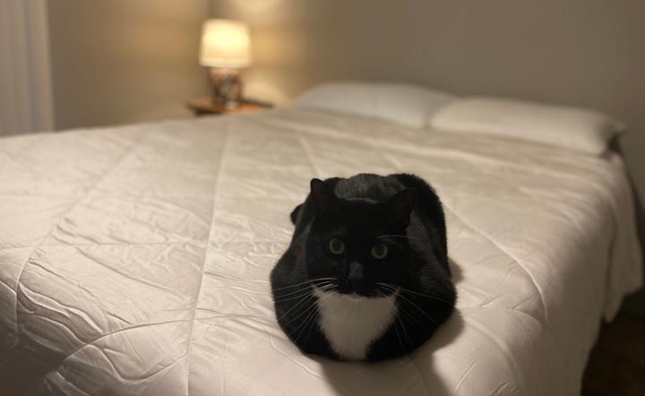 Cozy Earth Comforter - A black and white cat rests on the foot of a bed, on top of the comforter.