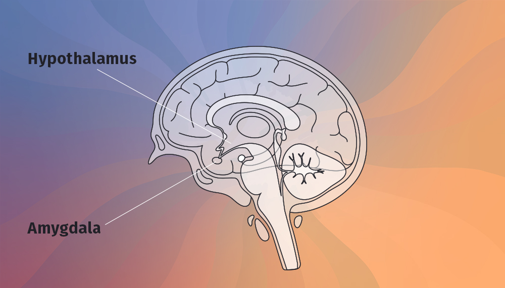 Diagram of brain pointing to hypothalamus and amygdala