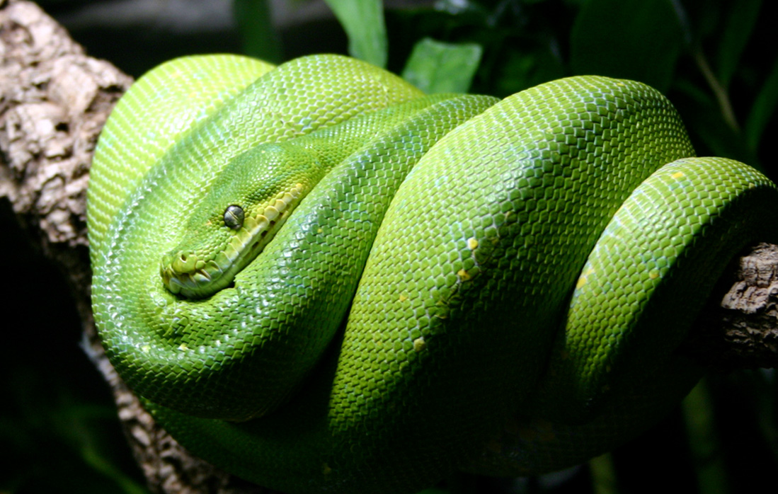 A snake sleeping in a tree