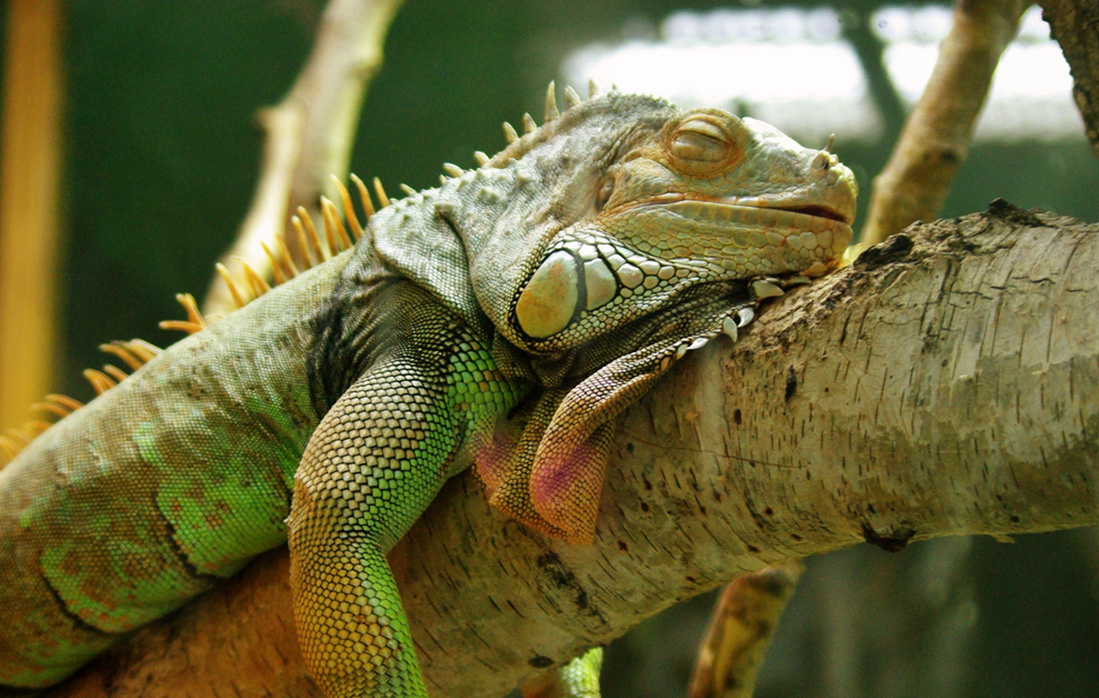 A lizard sleeping on a branch