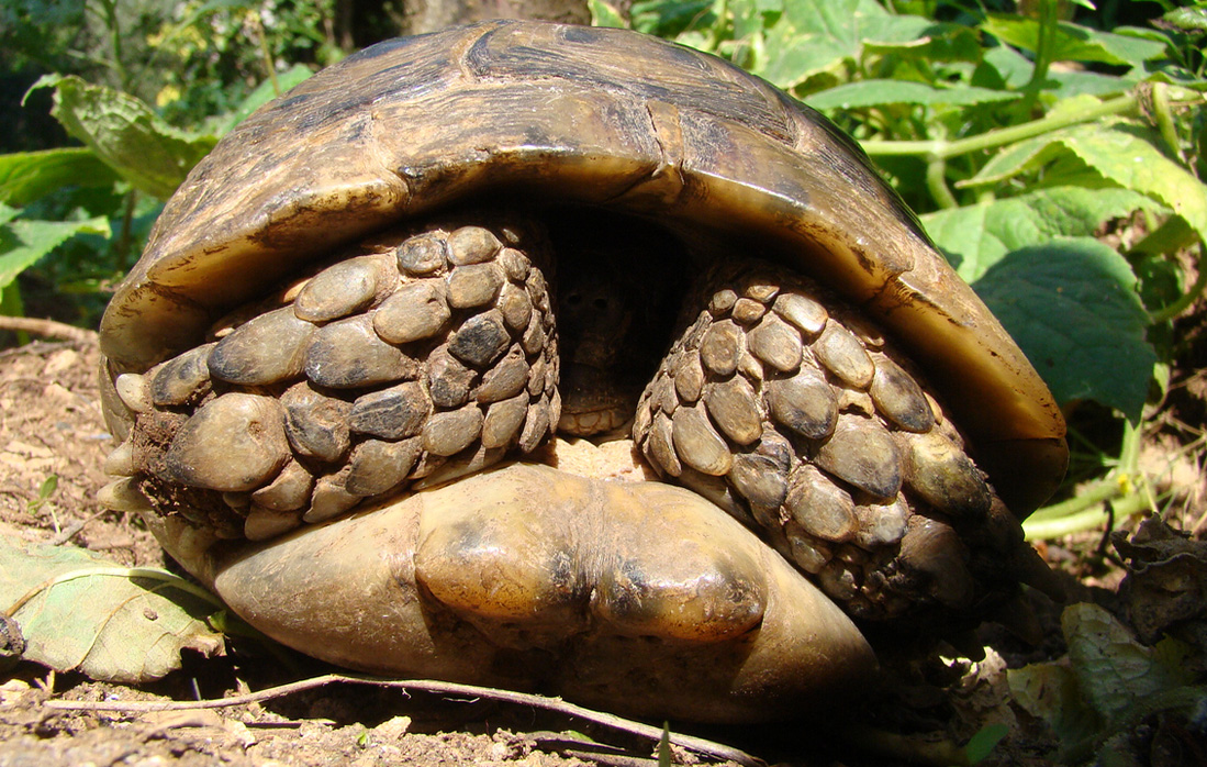 Turtle sleeping in a shell