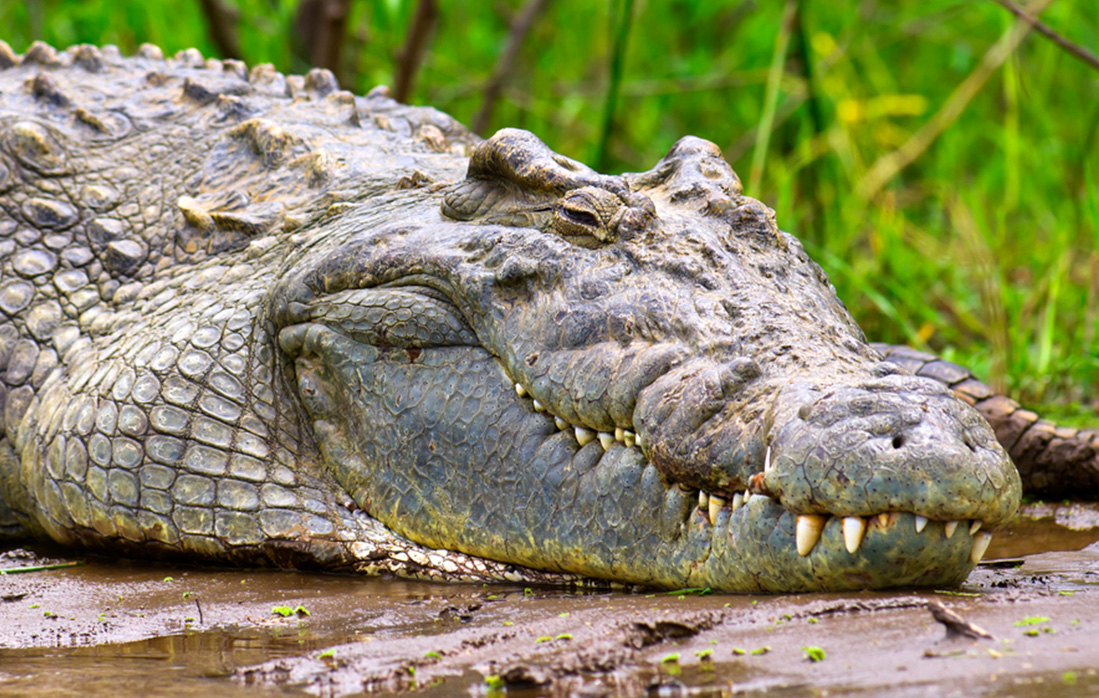 A crocodile sleeping on a riverbank