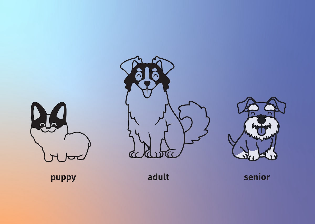 puppy, adult dog, and senior dog