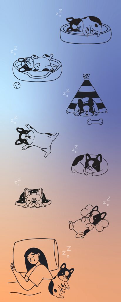 dogs sleeping in different positions