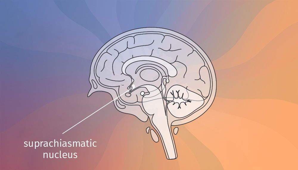 part of brain that regulates circadian rhythm