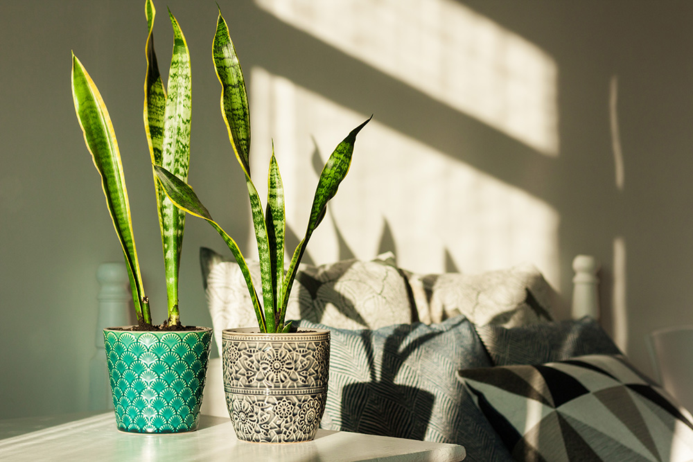 Sansevieria (snake plant) in ceramic pots on a white table on the background of a bed with decorative pillows,