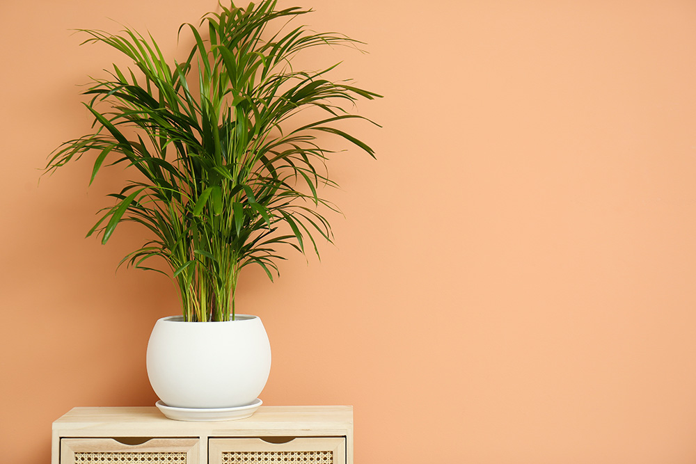 Beautiful exotic house plant on drawer against color background.