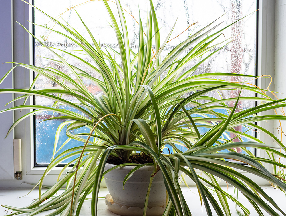 fresh spider houseplant in flower pot on window sill
