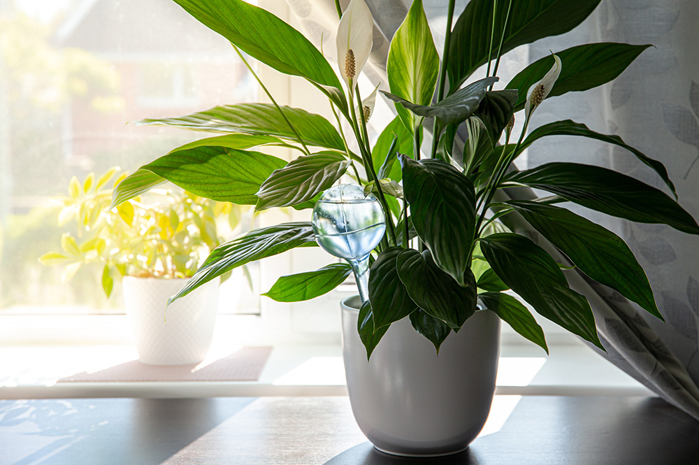 peace lilies Spathiphyllum plant soil in home interior indoors