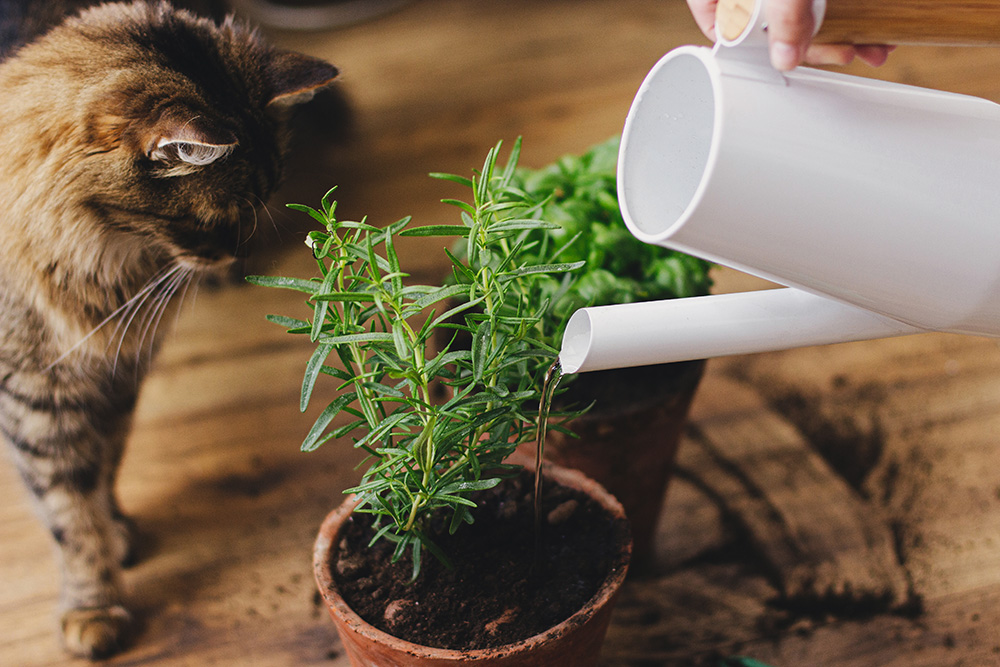Cute tabby cat looking at watering fresh basil and rosemary plants from modern watering can stock photo