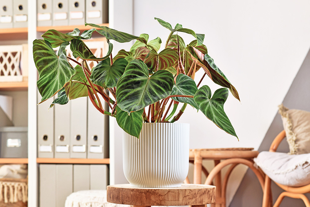 Lush topical 'Philodendron Verrucosum' houseplant