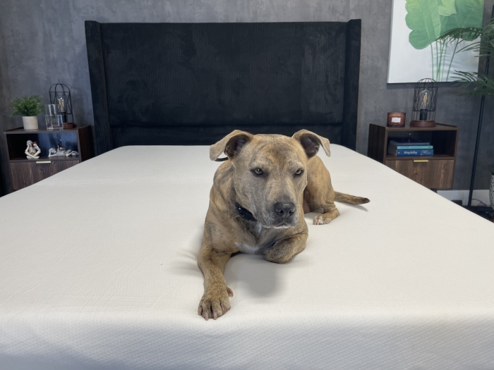 Our canine tester lounges on a Polysleep Sierra Mattress