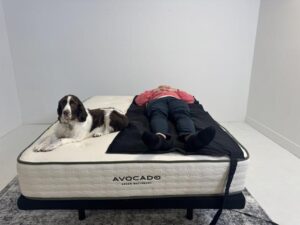 Our canine sleep expert supervises while generating pressure maps of the Avocado Green Mattress