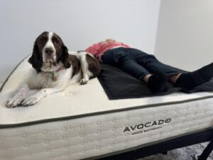 Our canine sleep expert supervises while generating pressure maps of the Avocado Green Mattress